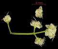 guavaberry 
